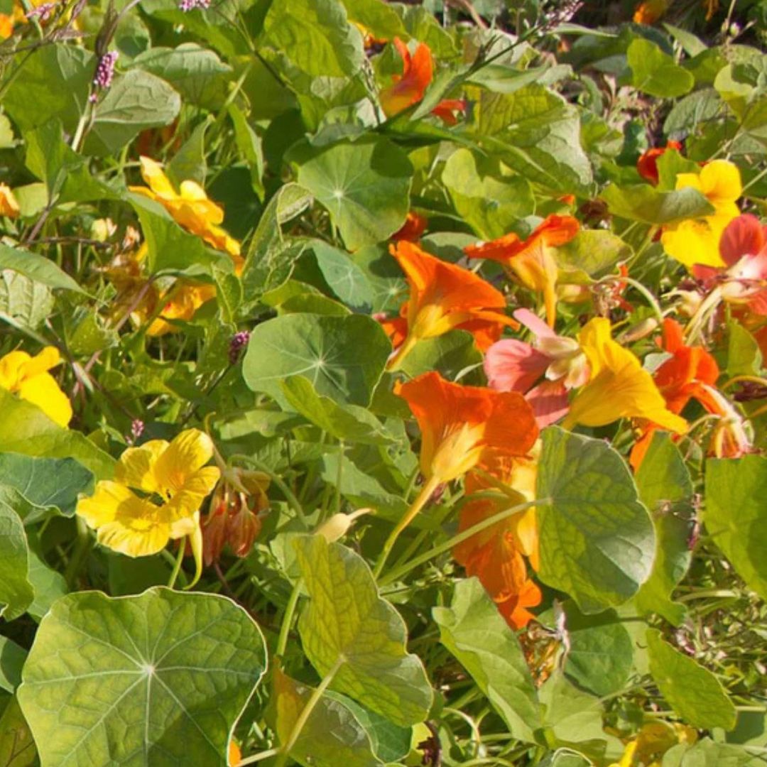 Nasturtium Seeds - Jewel Mix