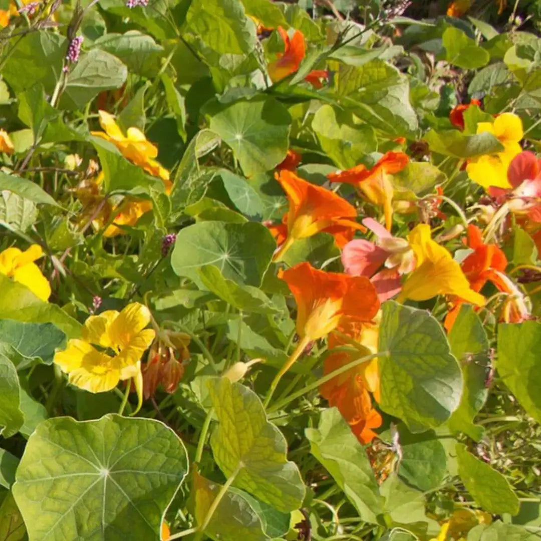 Nasturtium Seeds - Jewel Mix
