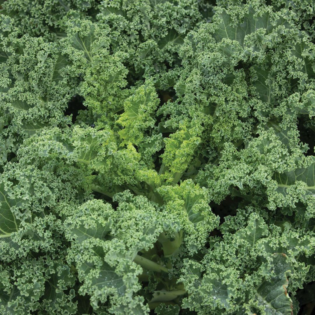 Kale - Westlandse Winter (Organic)