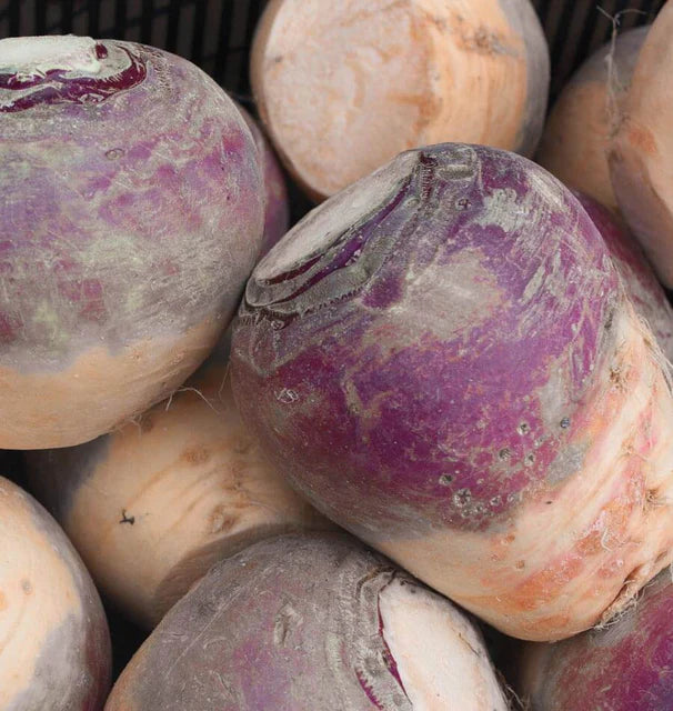Rutabaga - Laurentian