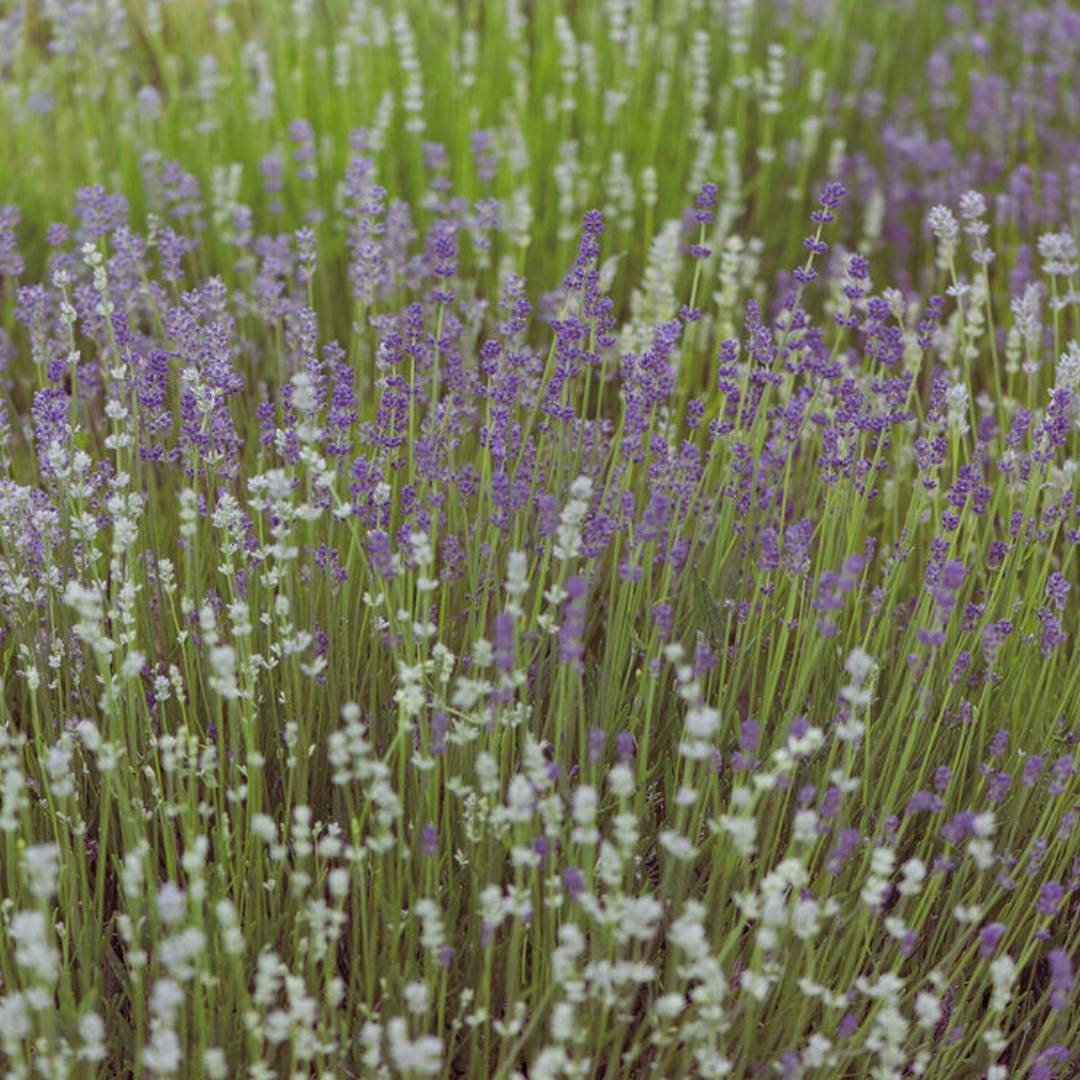 Lavender Seeds - Dwarf Munstead Mix (Organic)