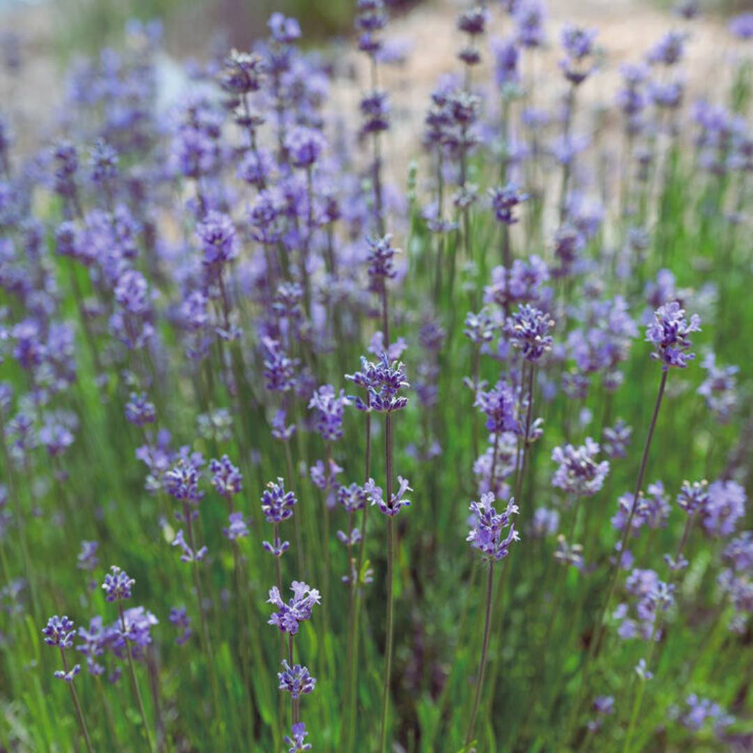 Lavender Seeds - Dwarf Munstead Mix (Organic)