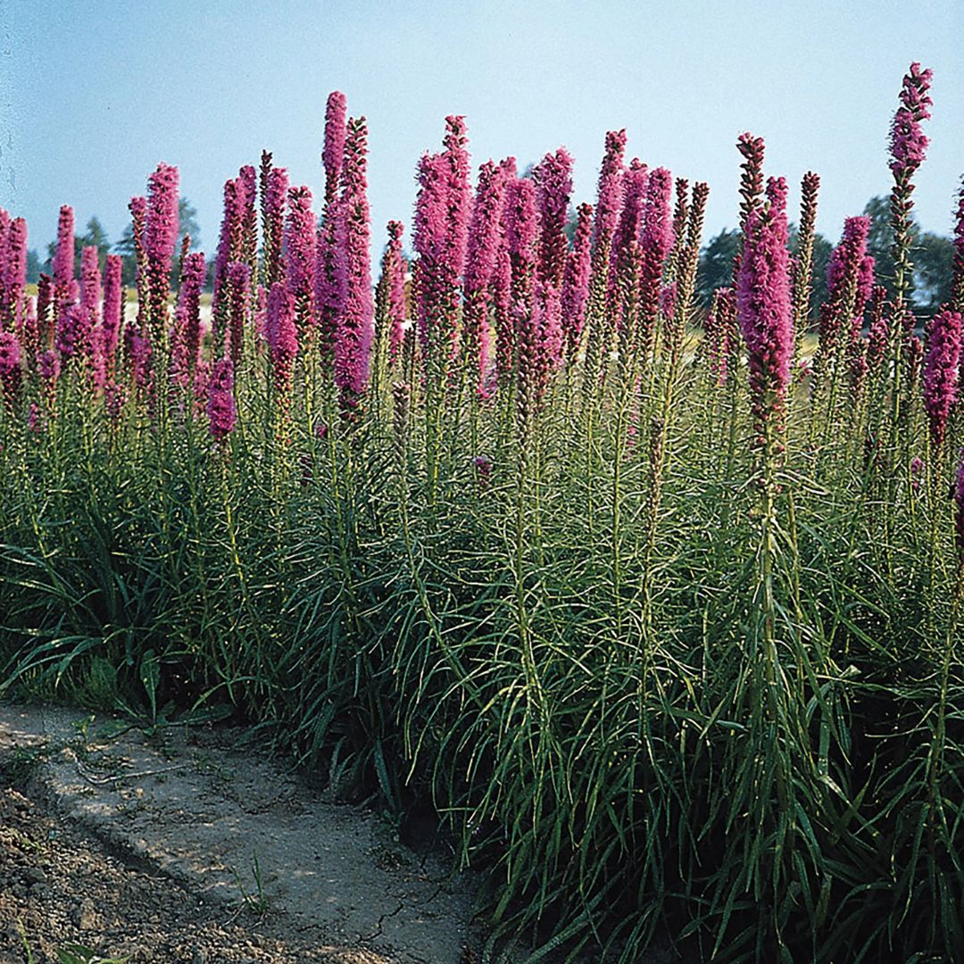 Liatris - Florist Strain Violet