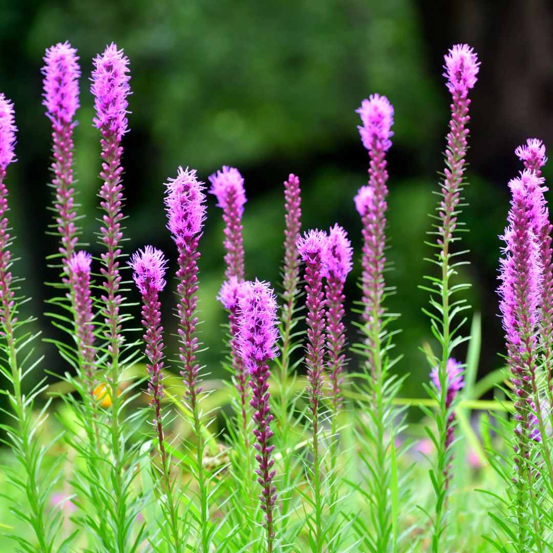 Liatris - Florist Strain Violet