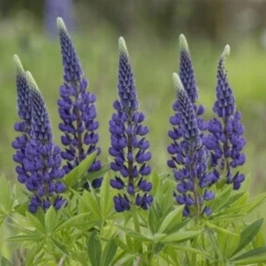 Lupine Seeds - Russell's Blue