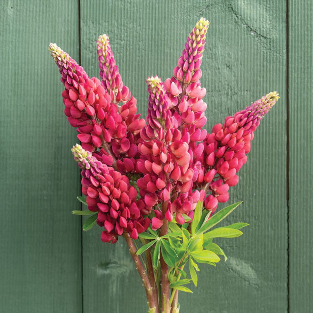 Lupine Seeds - My Castle