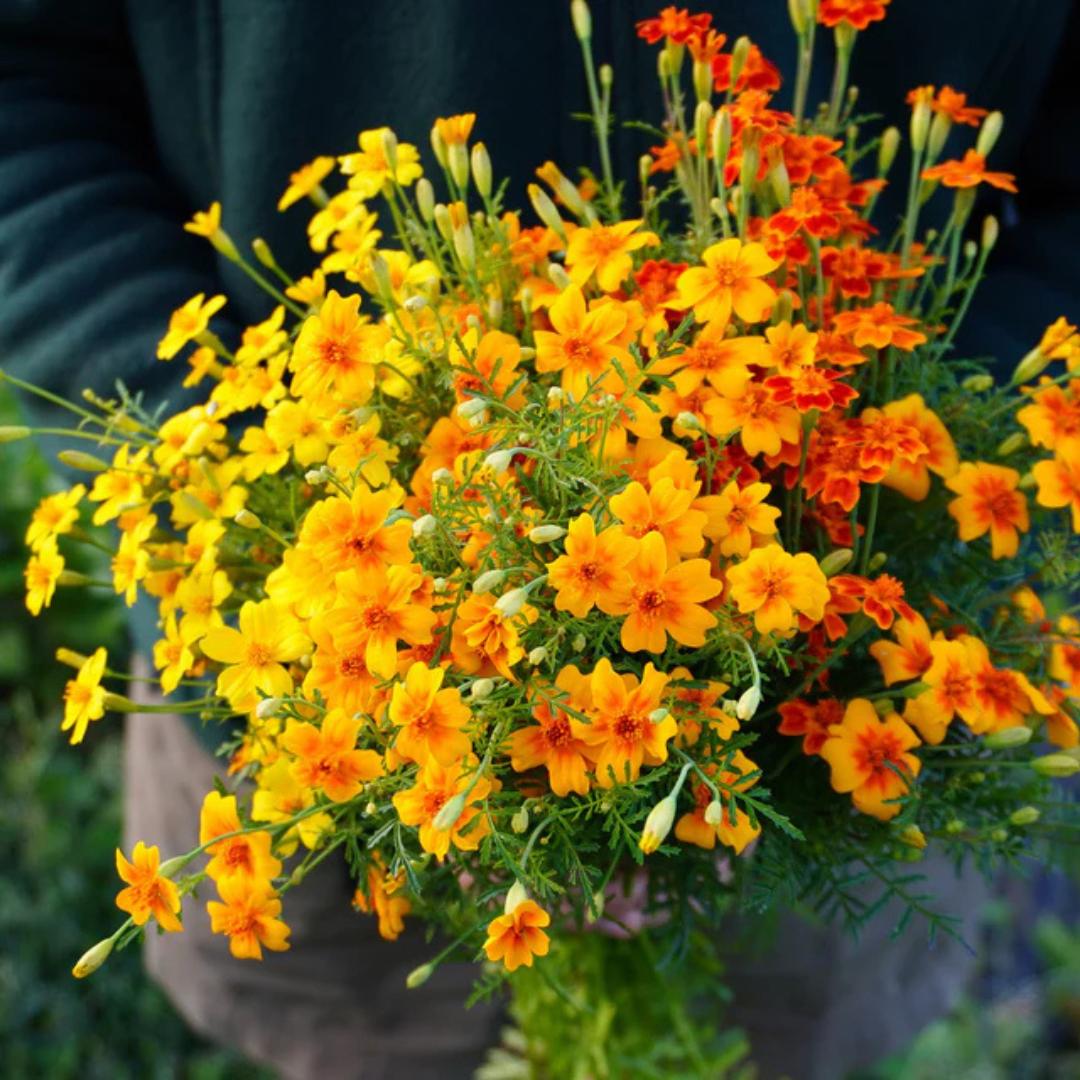 Marigold Seeds - Tiny Gem Starfire Mix | Circle Farms Canada