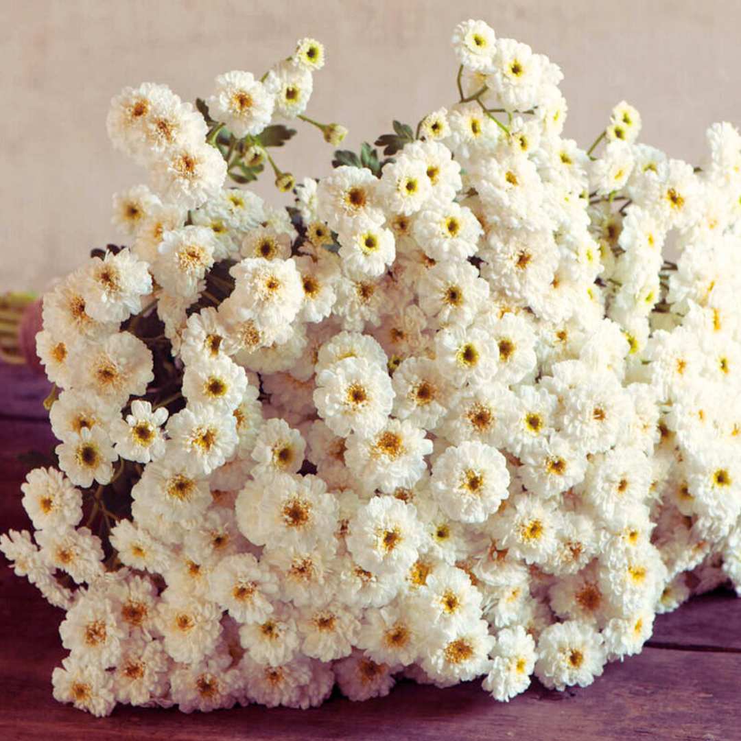 Feverfew Seeds - Tetra White