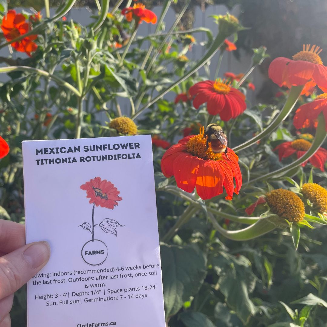 Sunflower - Mexican