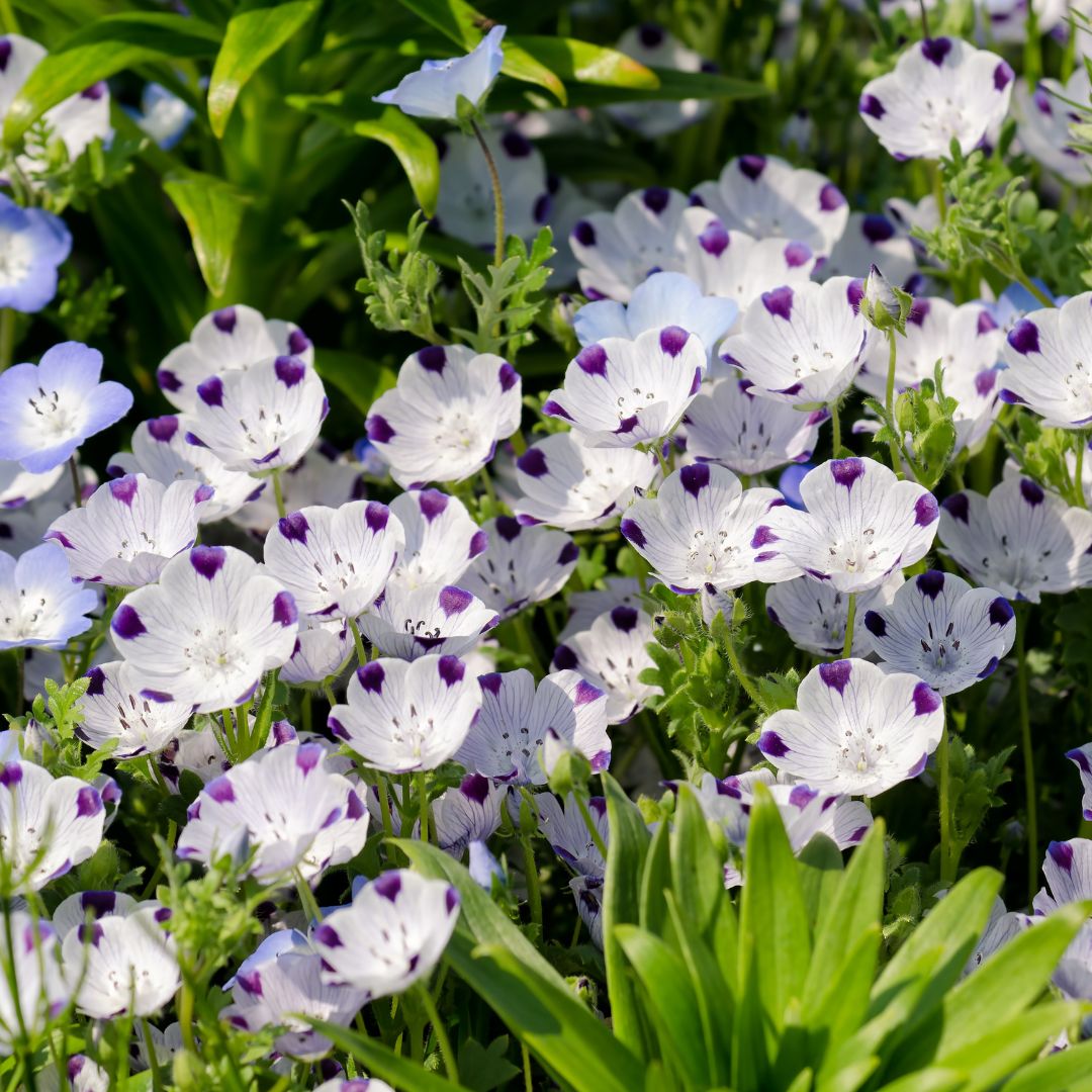 Nemophila Seeds - Five Spot