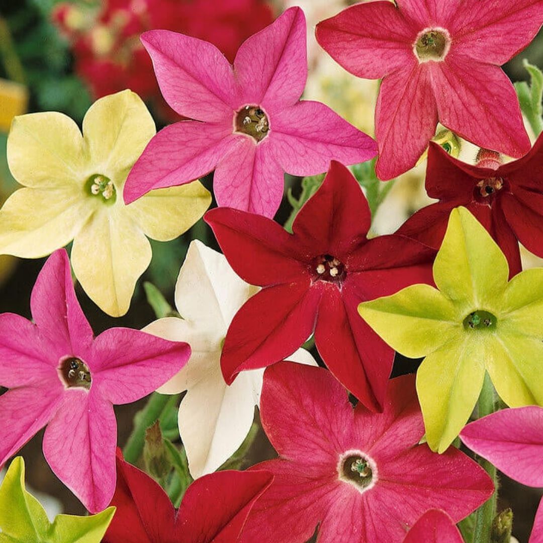 Nicotiana - Sensation Mix