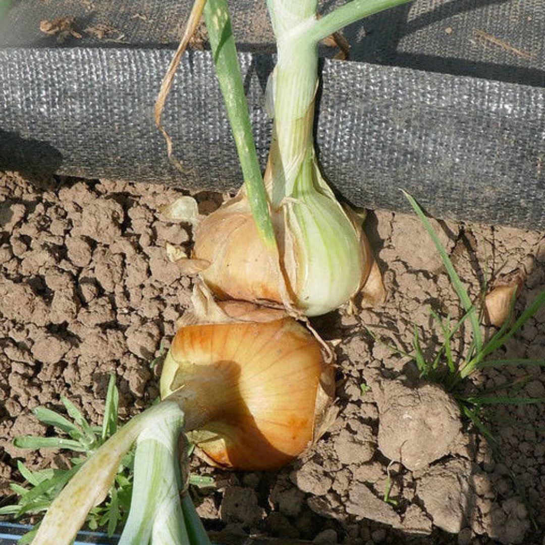 Onion Seeds - Stuttgarter