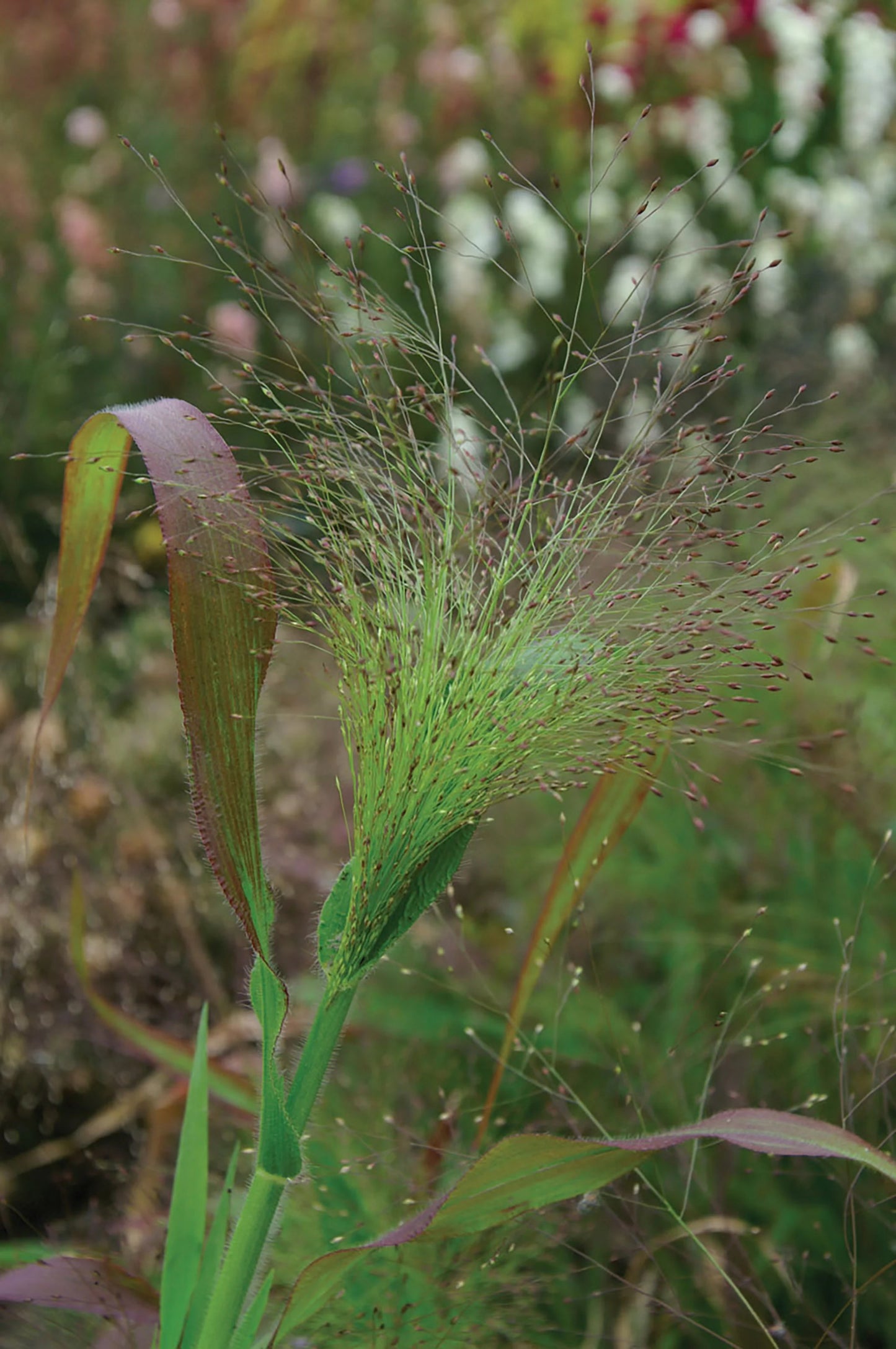 Ornamental Grass - Panicum / Sprinkles (Frosted Explosion)