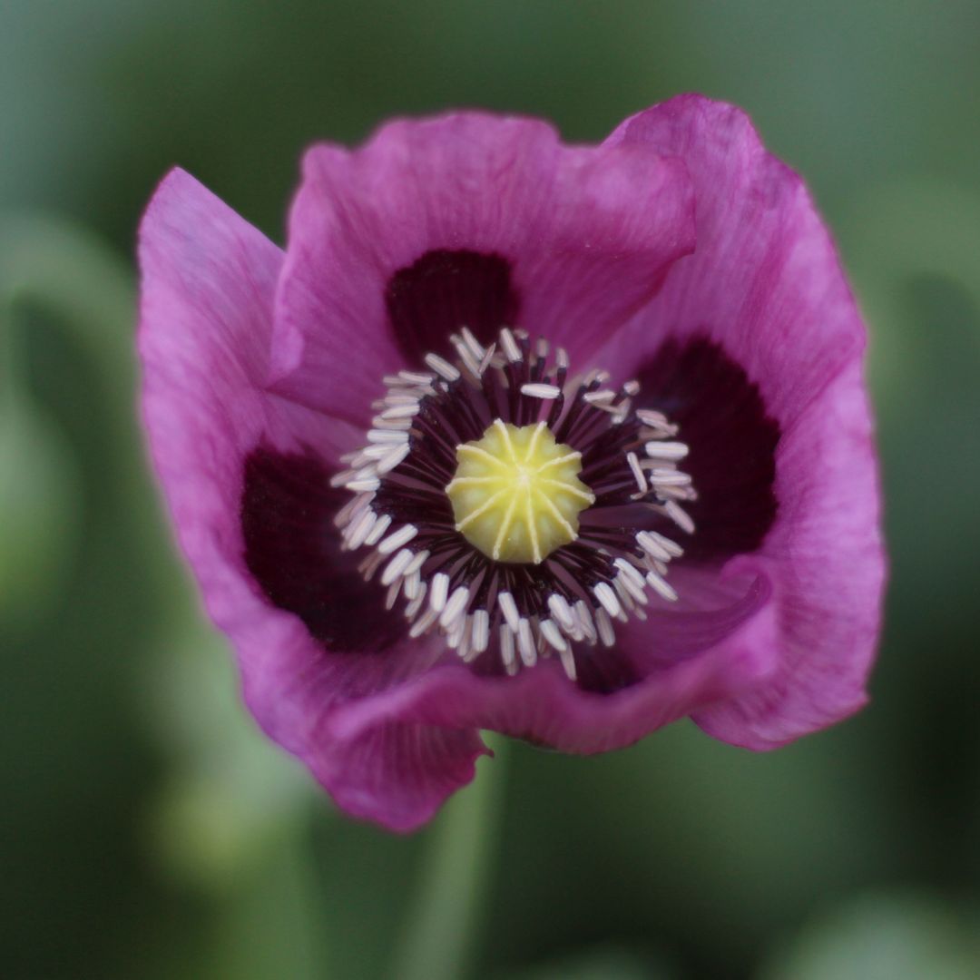 Poppy - Hungarian Blue