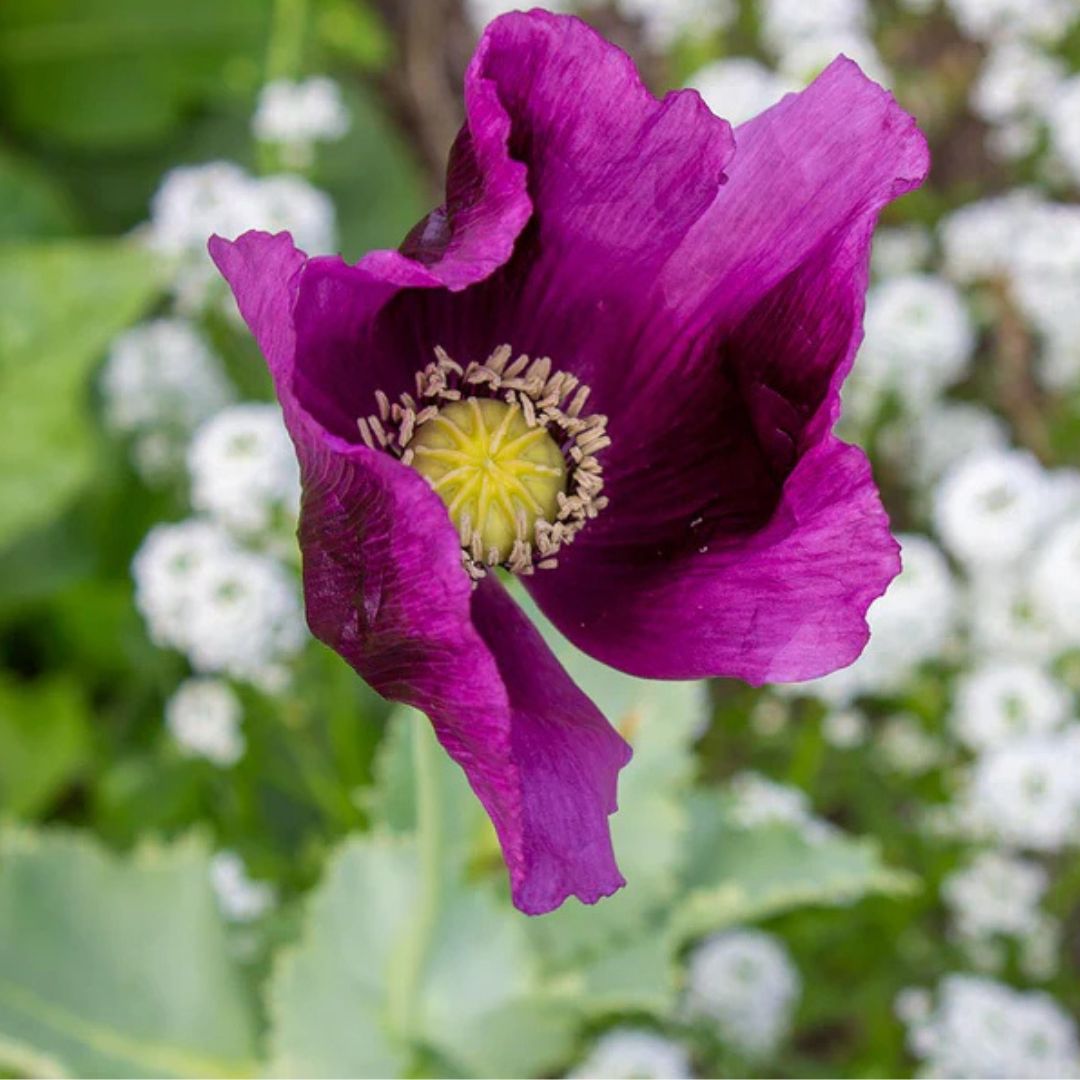 Poppy - Hungarian Blue