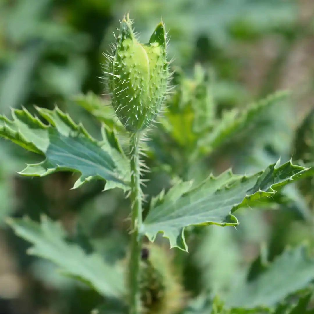 Poppy Seeds - Prickly White