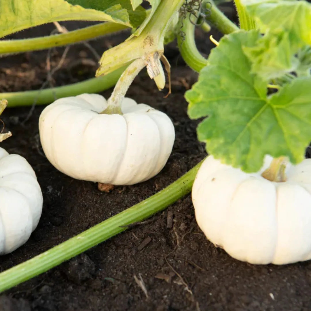 Pumpkin Seeds - Baby Boo