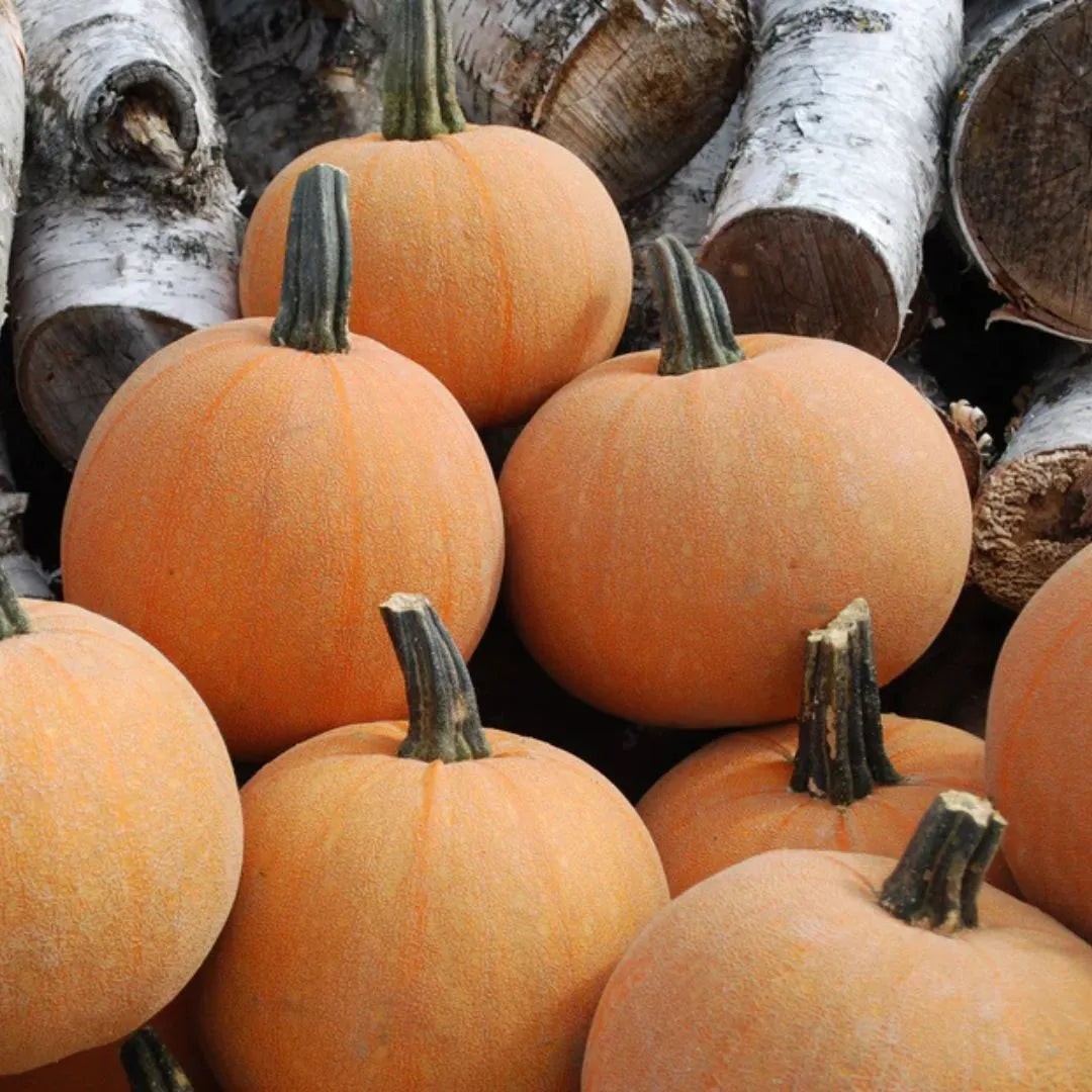 Pumpkin Seeds - Winter Luxury (Organic)