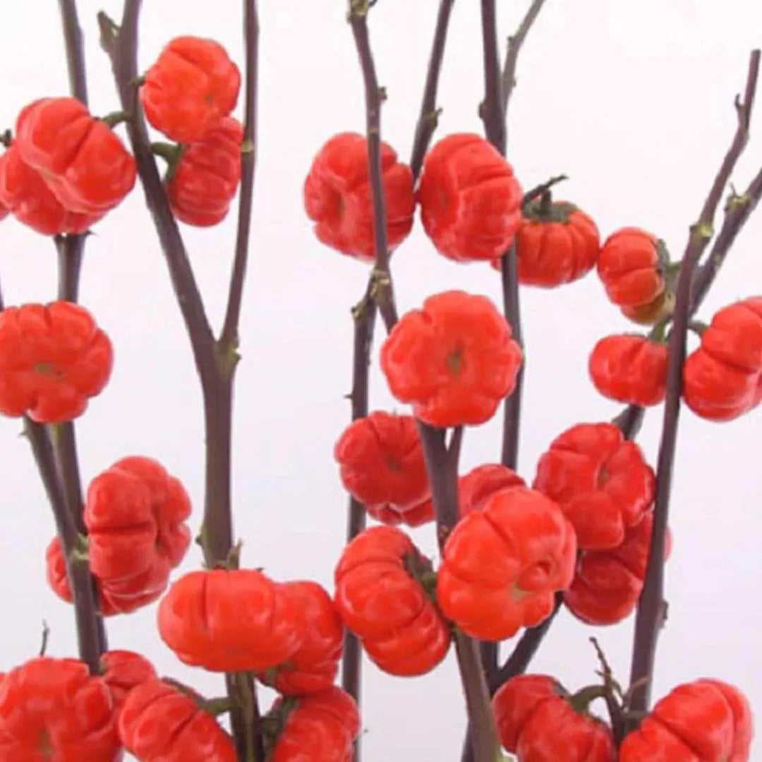 Pumpkin Seeds - Pumpkin On A Stick