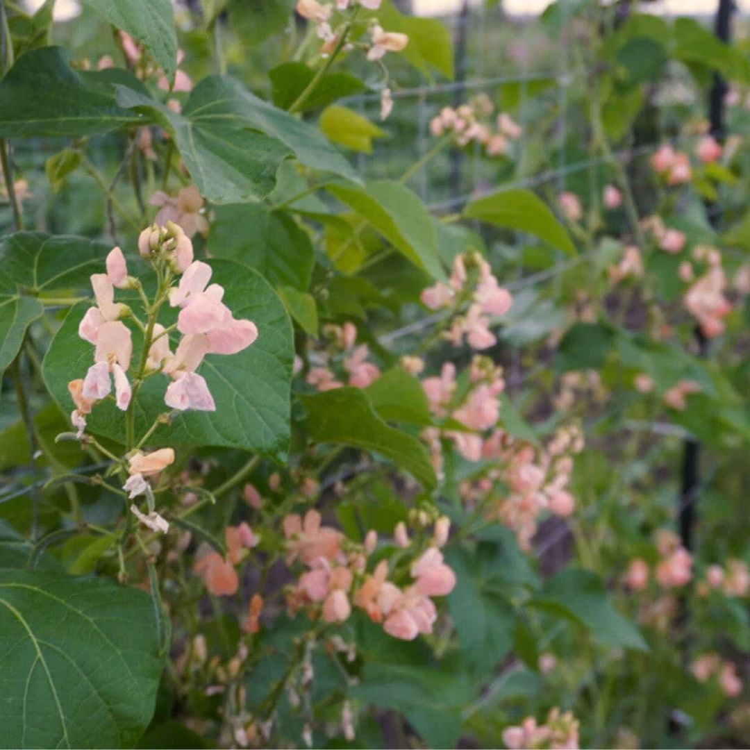Scarlet Runner Bean Seeds - Sunset