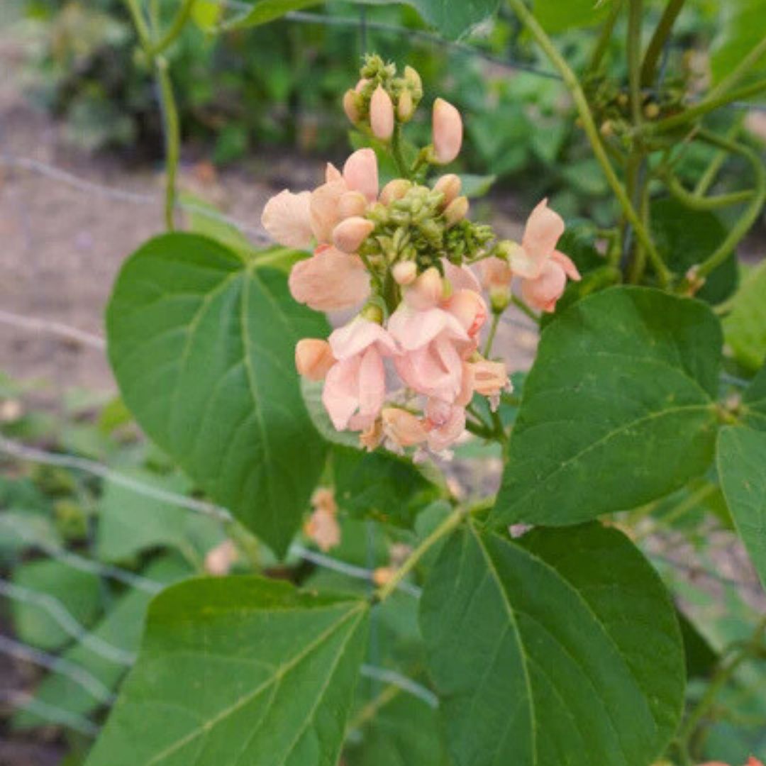Scarlet Runner Bean Seeds - Sunset