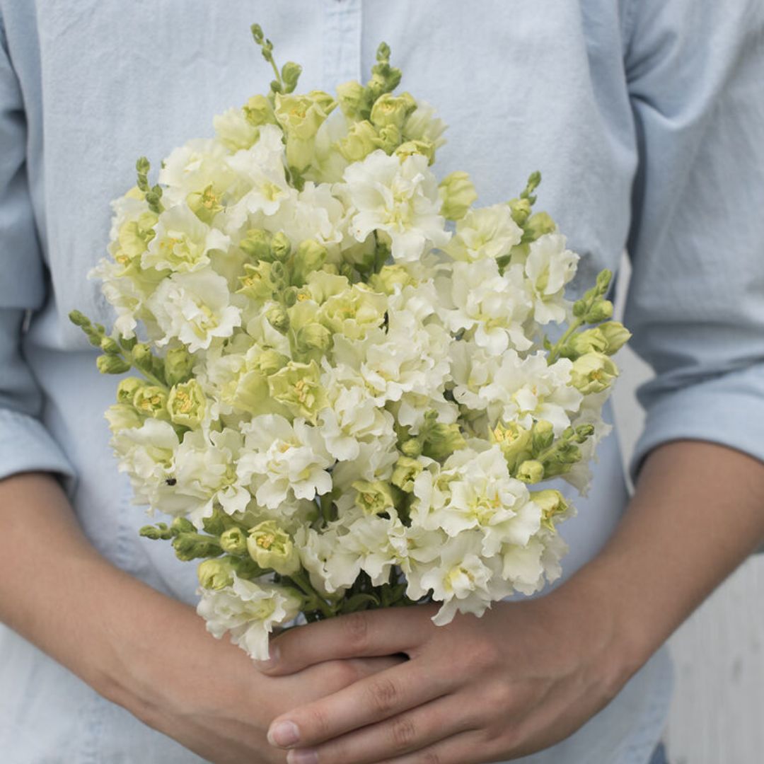 Snapdragon Seeds - Madame Butterfly Ivory