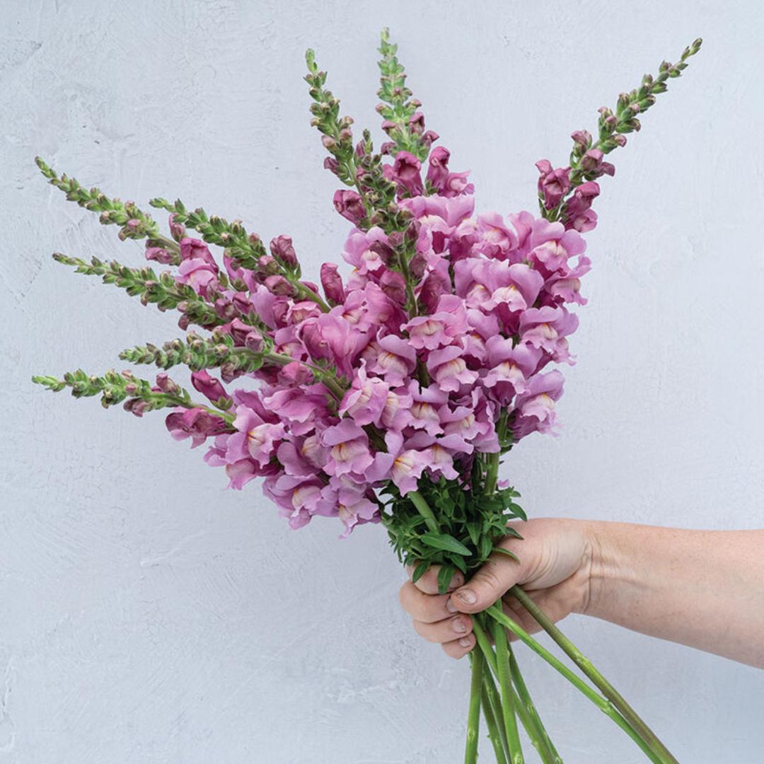 Snapdragon Seeds - Avignon Lavender II