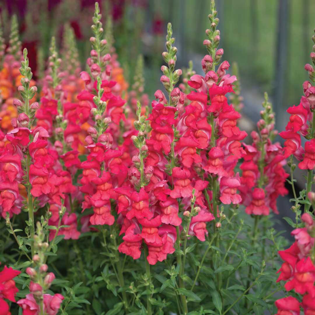 Snapdragon Seeds - Maryland Flamingo I-II