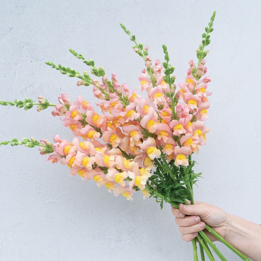 Snapdragon Seeds - Antibes Apricot I