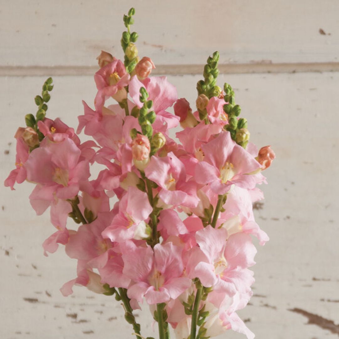 Snapdragon Seeds - Chantilly Light Pink