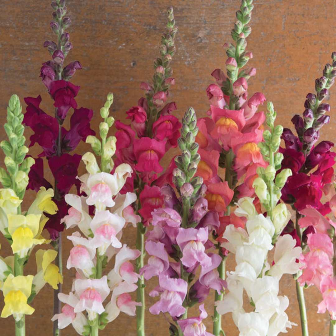 Snapdragon Seeds - Potomac Mix