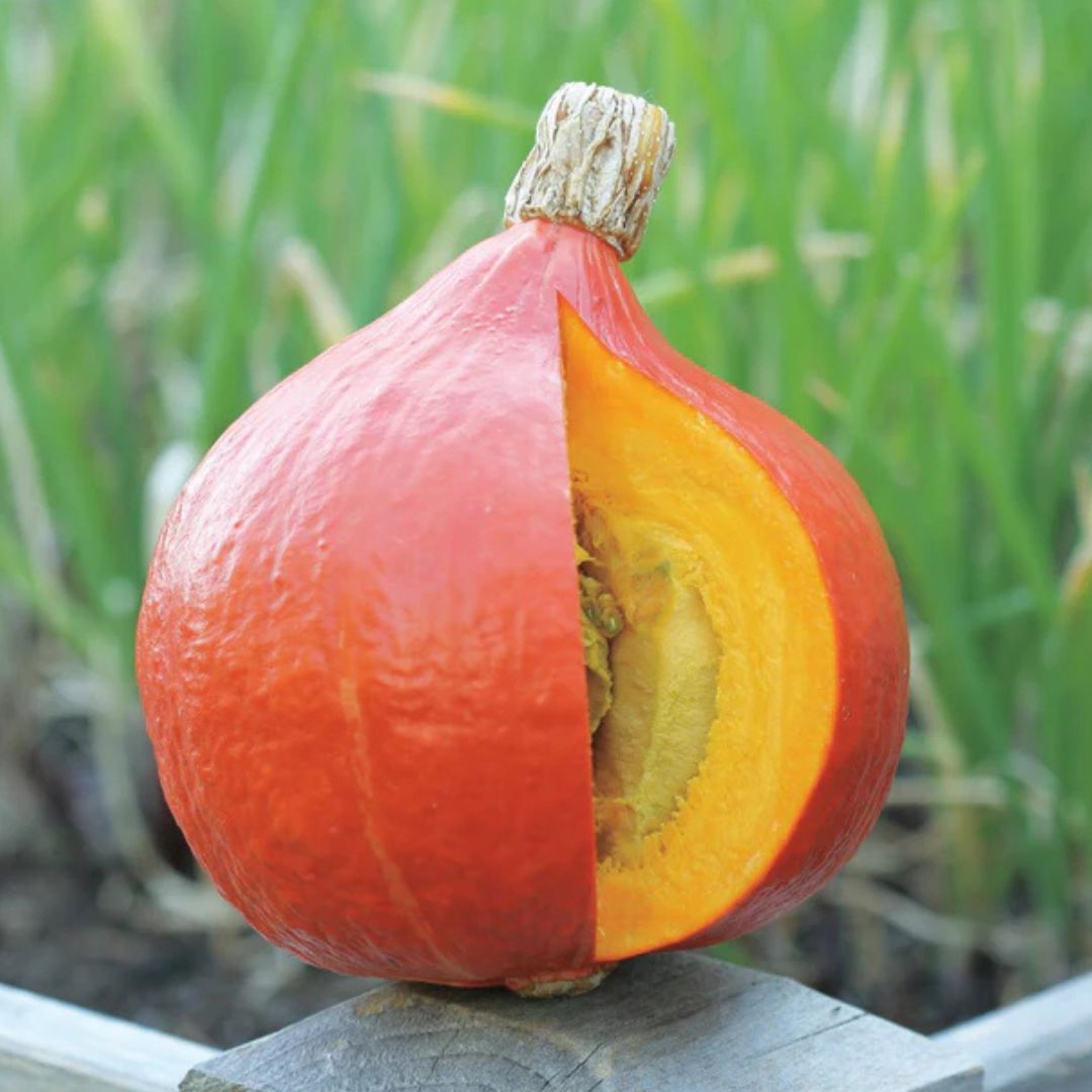 Squash Seeds - Uchiki Red Kuri (Organic)