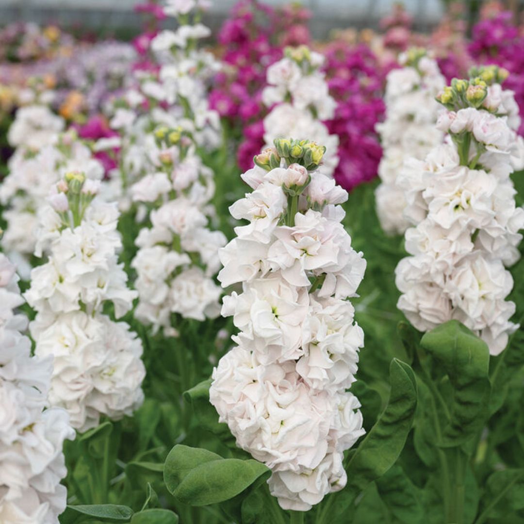 Stock Seeds - Stox Silver