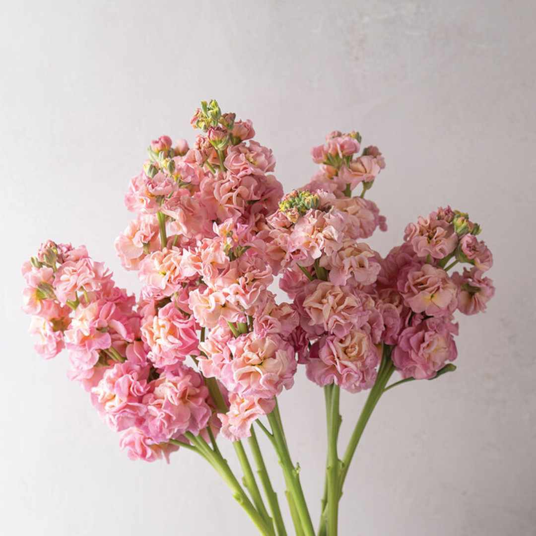 Stock Seeds - Champagne