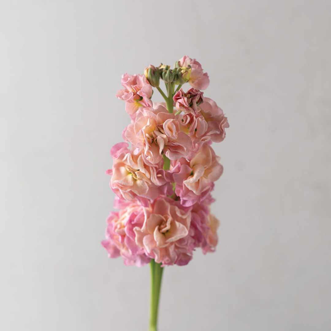Stock Seeds - Champagne
