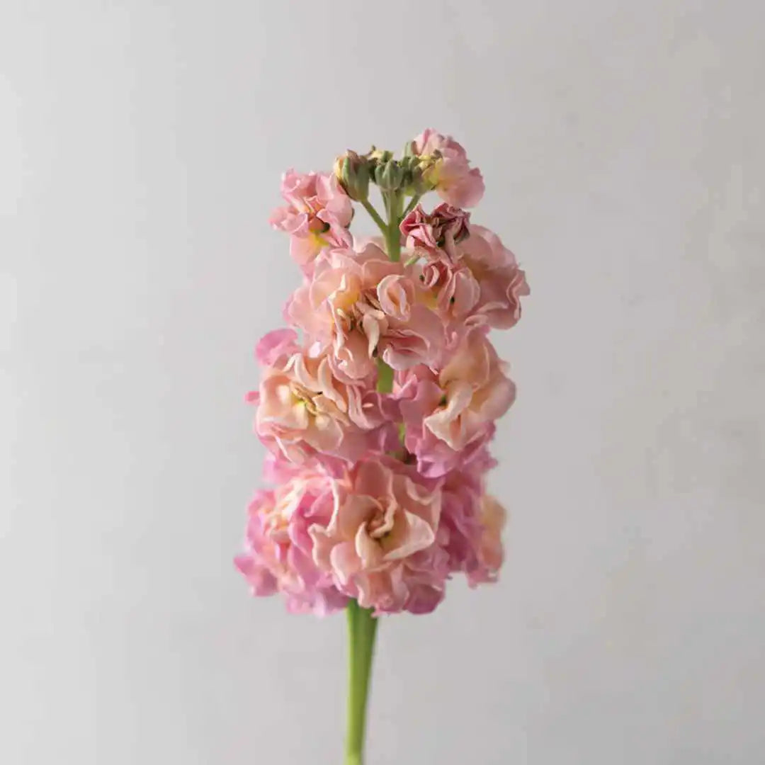 Stock Seeds - Stox Champagne
