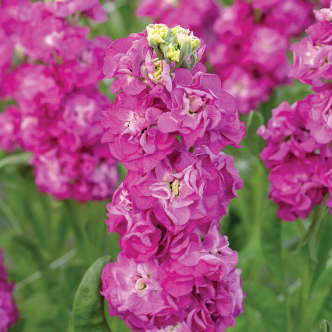 Stock Seeds - Stox Deep Rose