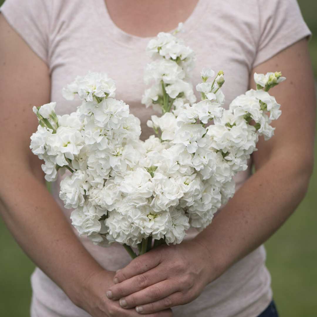 Stock Seeds - Iron White