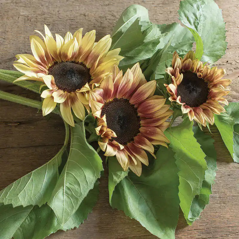 Sunflower Seeds - Procut Plum F1