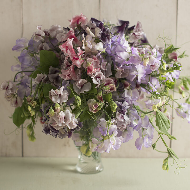 Sweet Pea Seeds - Spencer Ripple Formula Mix