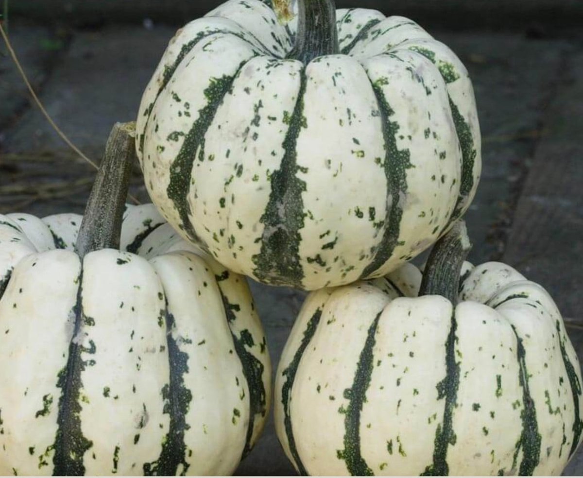 Delicata Squash - Sweet Dumpling - Circle Farms seeds