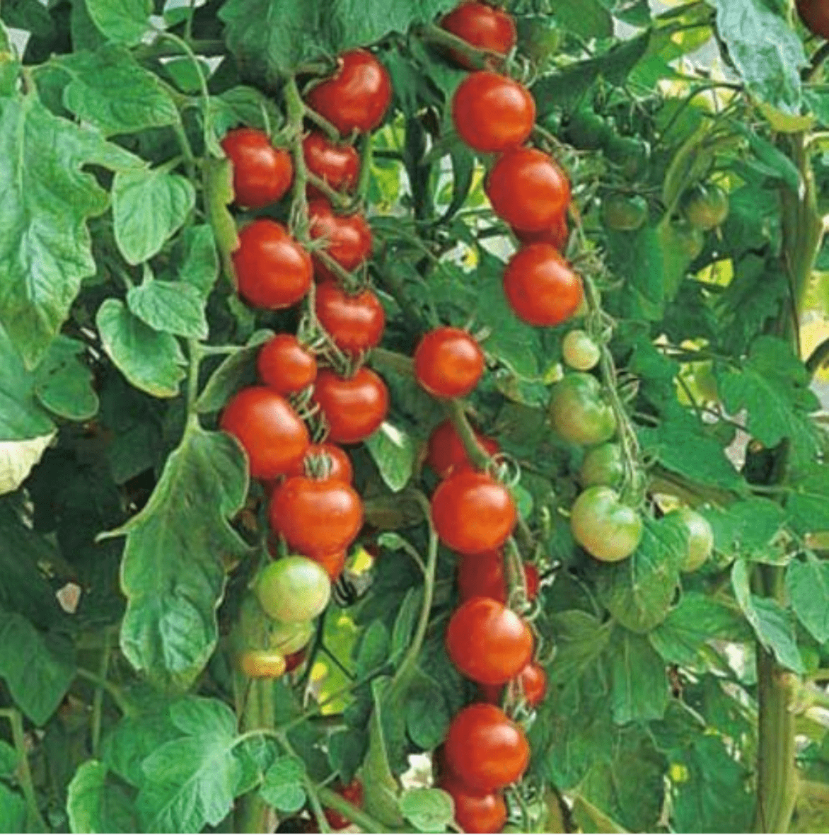 Tomato - Sweetie Cherry (Organic)