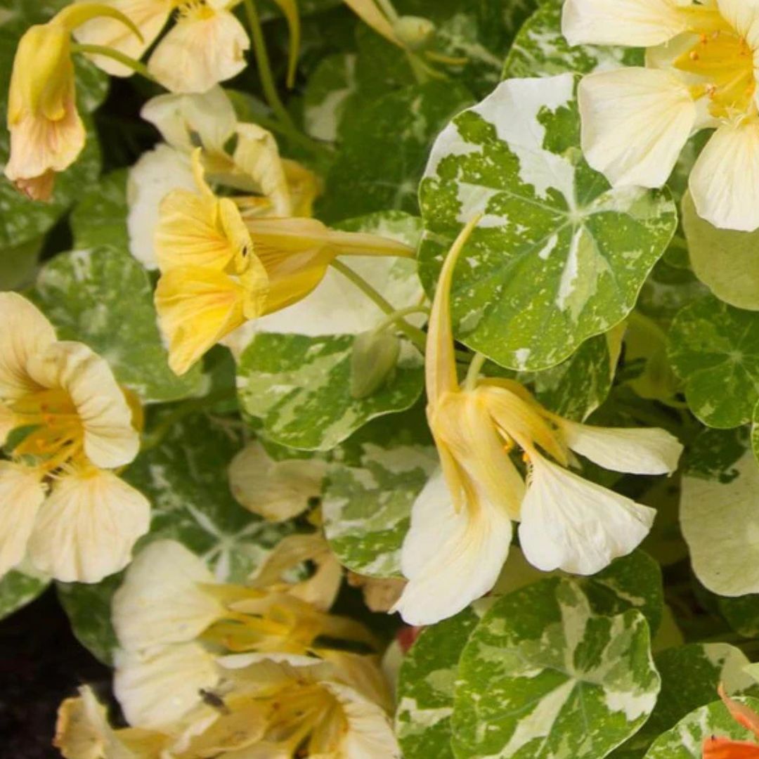 Nasturtium Seeds – Tip Top Alaska Mix