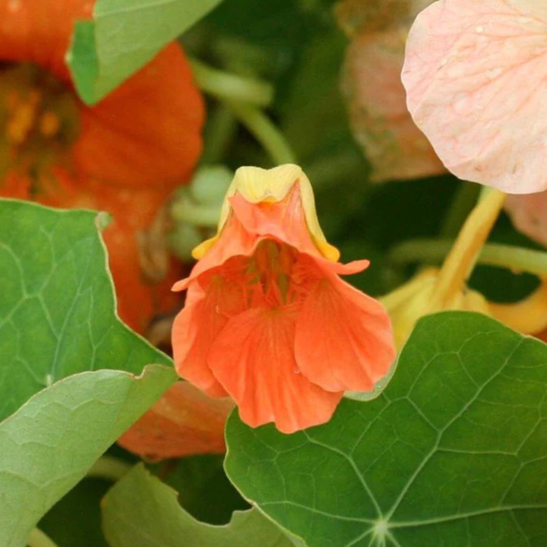 Nasturtium Seeds – Tip Top Alaska Salmon