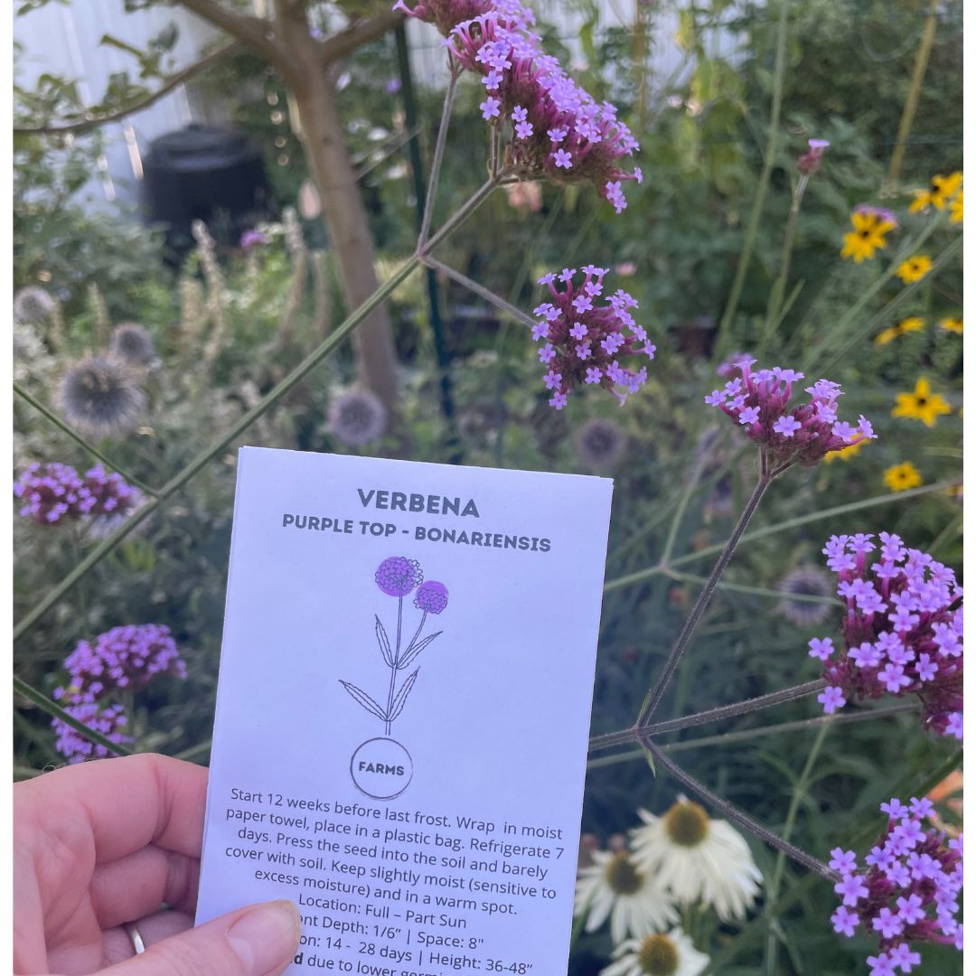 Verbena - Purple Top