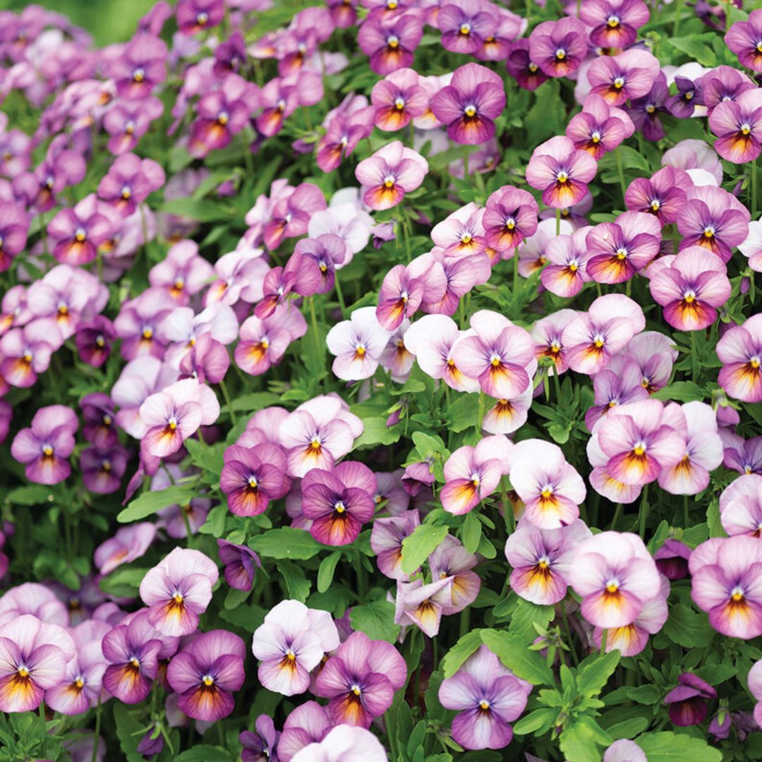 Viola Seeds - Floral Power Plum Antique