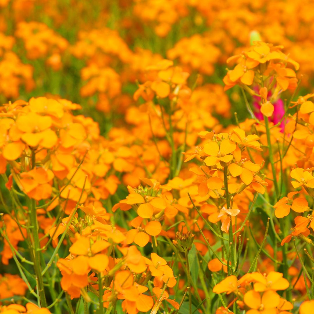 Wallflower Seed Mix