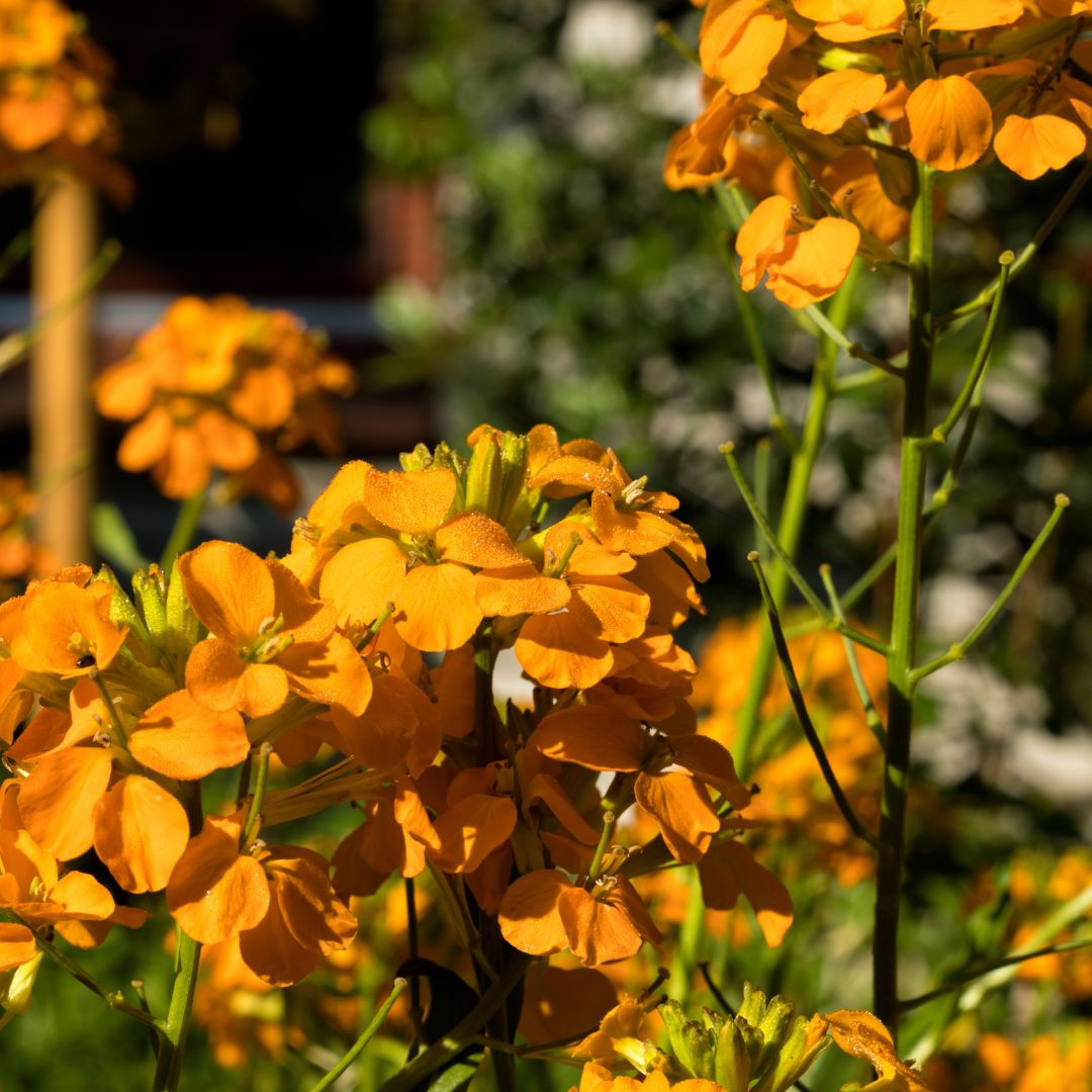 Wallflower Seed Mix