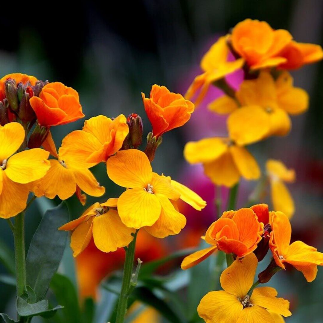 Wallflower Seed Mix