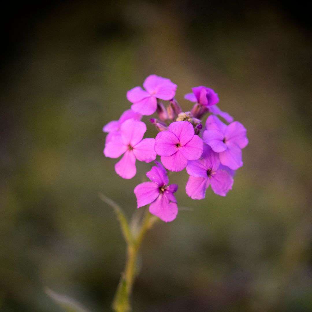 Wallflower Seed Mix